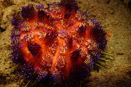 Image of variable fire urchin