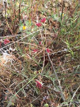 Image de Lomatium marginatum (Benth.) Coult. & Rose