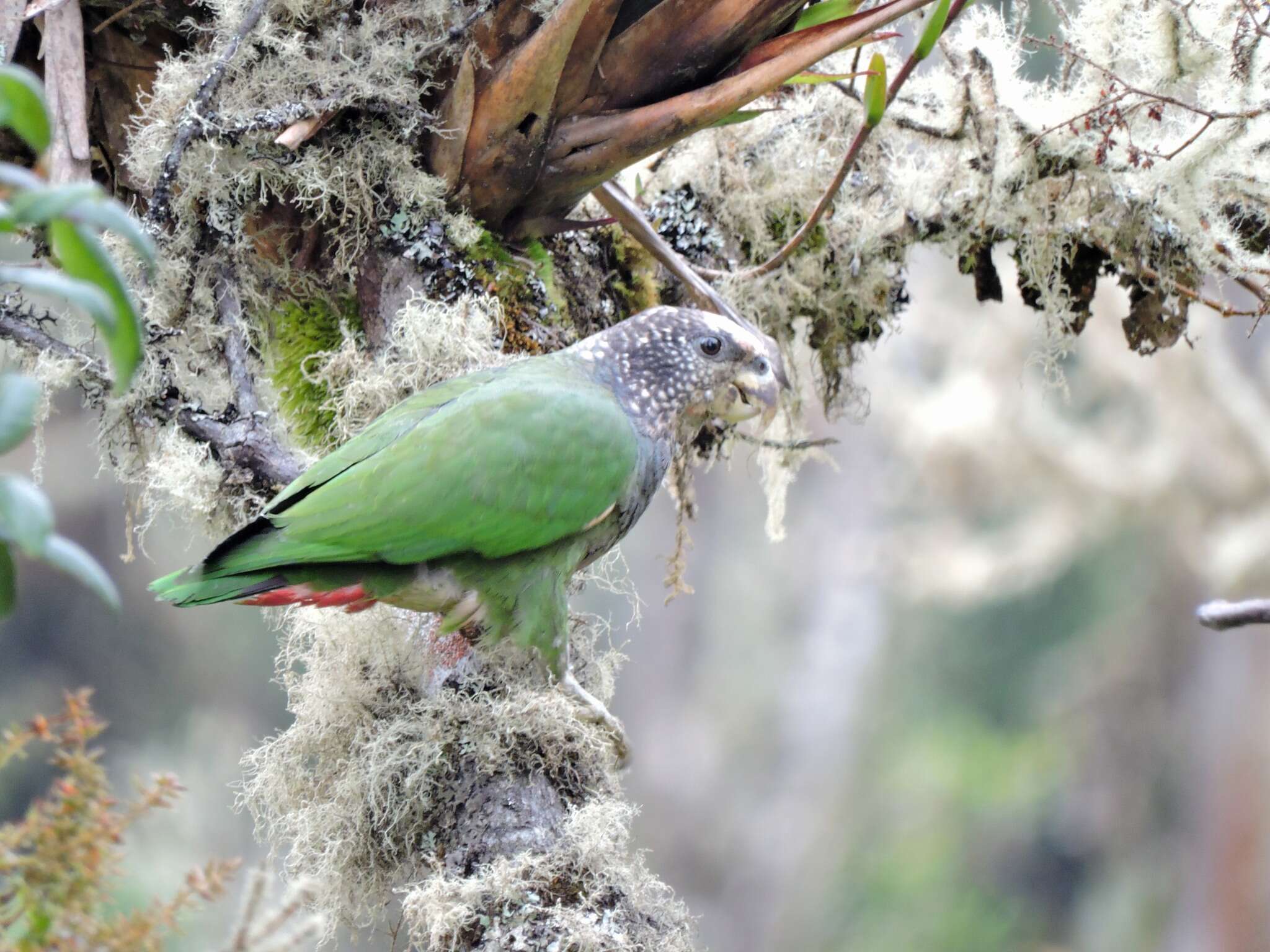 Image of Speckle-faced Parrot