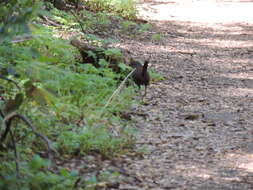 Image of Chucao Tapaculo