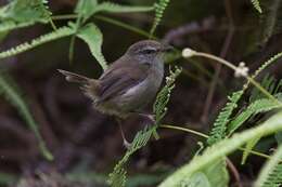 Image of Aberrant Bush Warbler