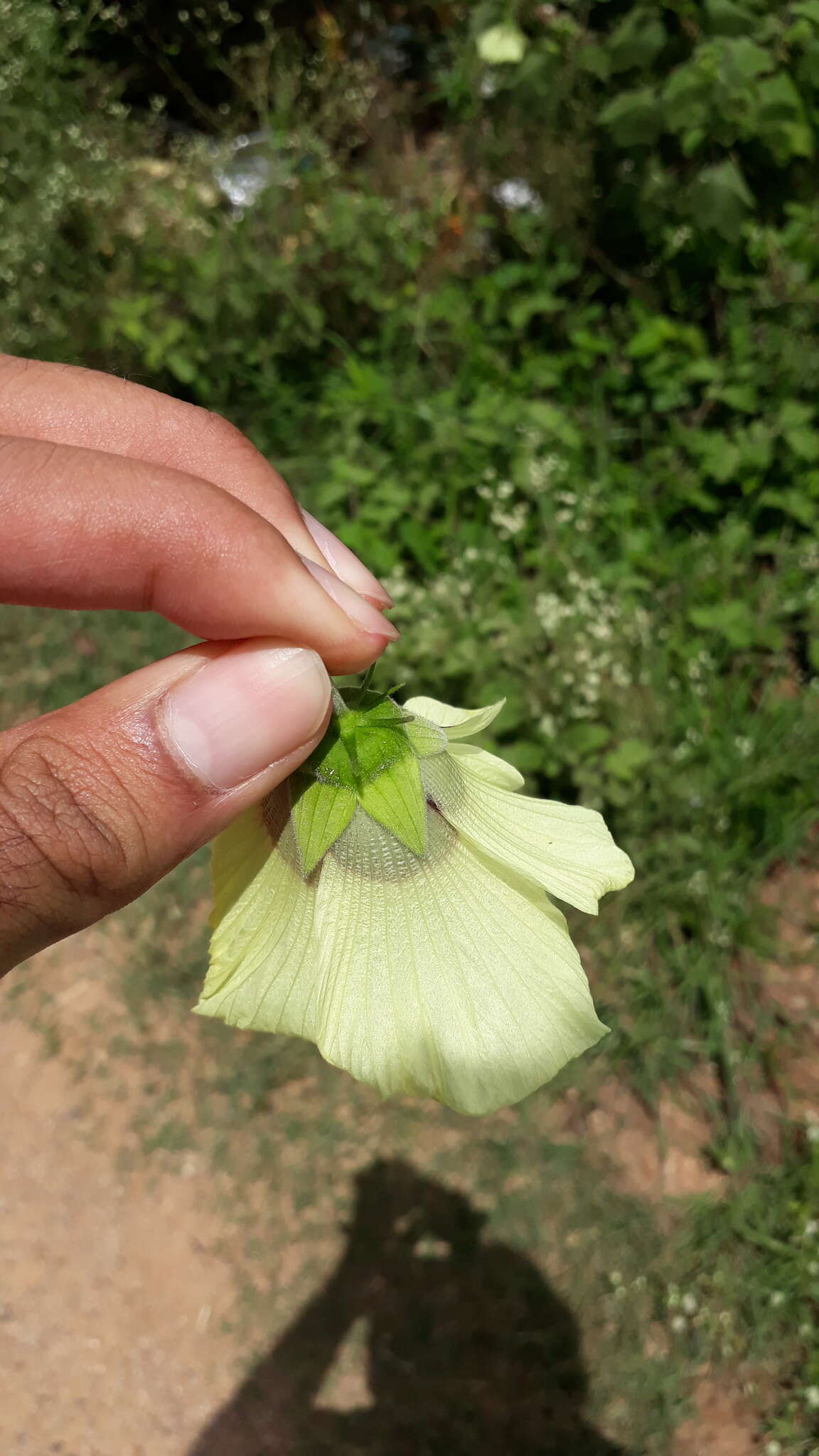 Hibiscus vitifolius L.的圖片