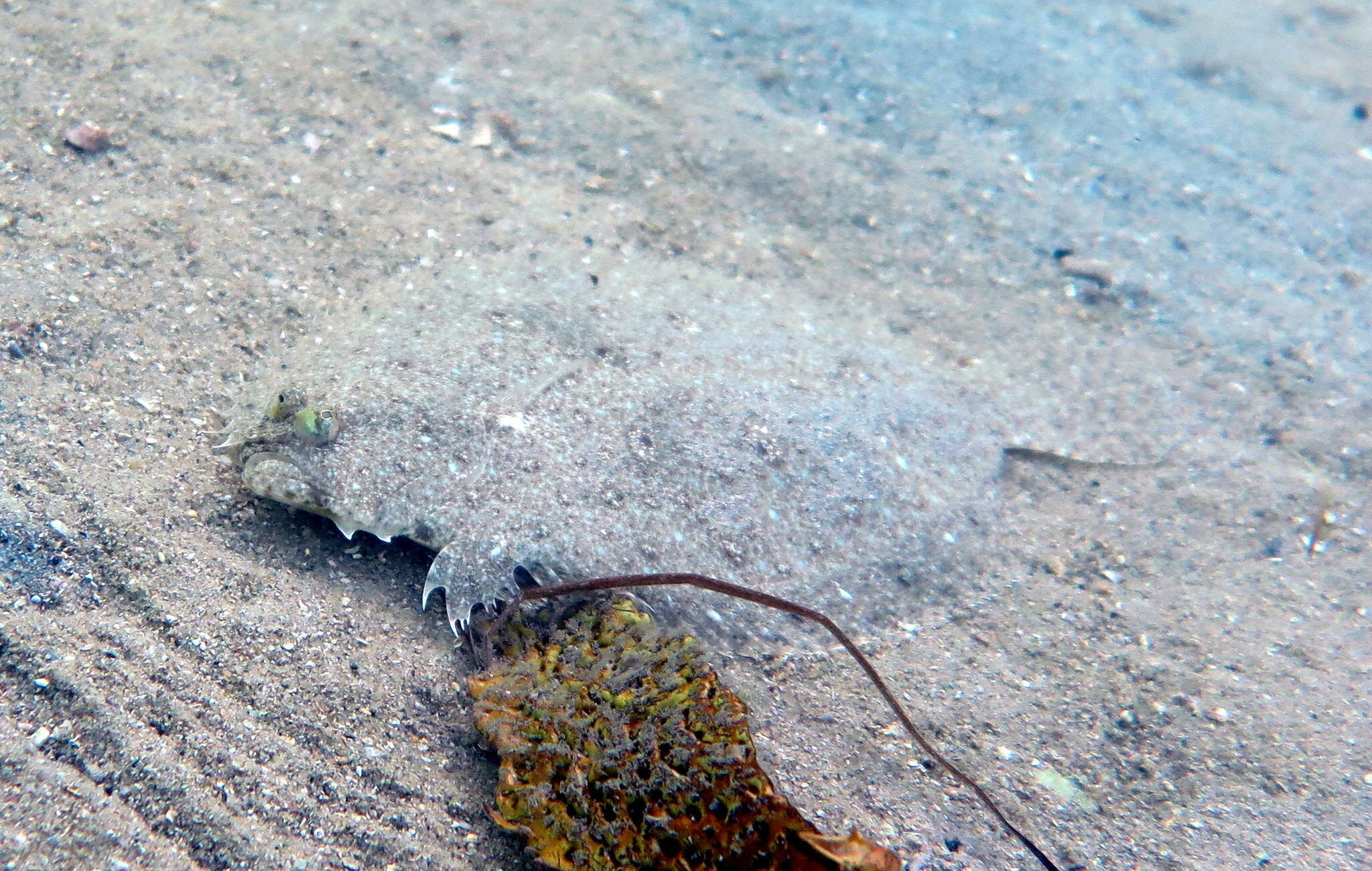 Image of Jenyn&#39;s flounder