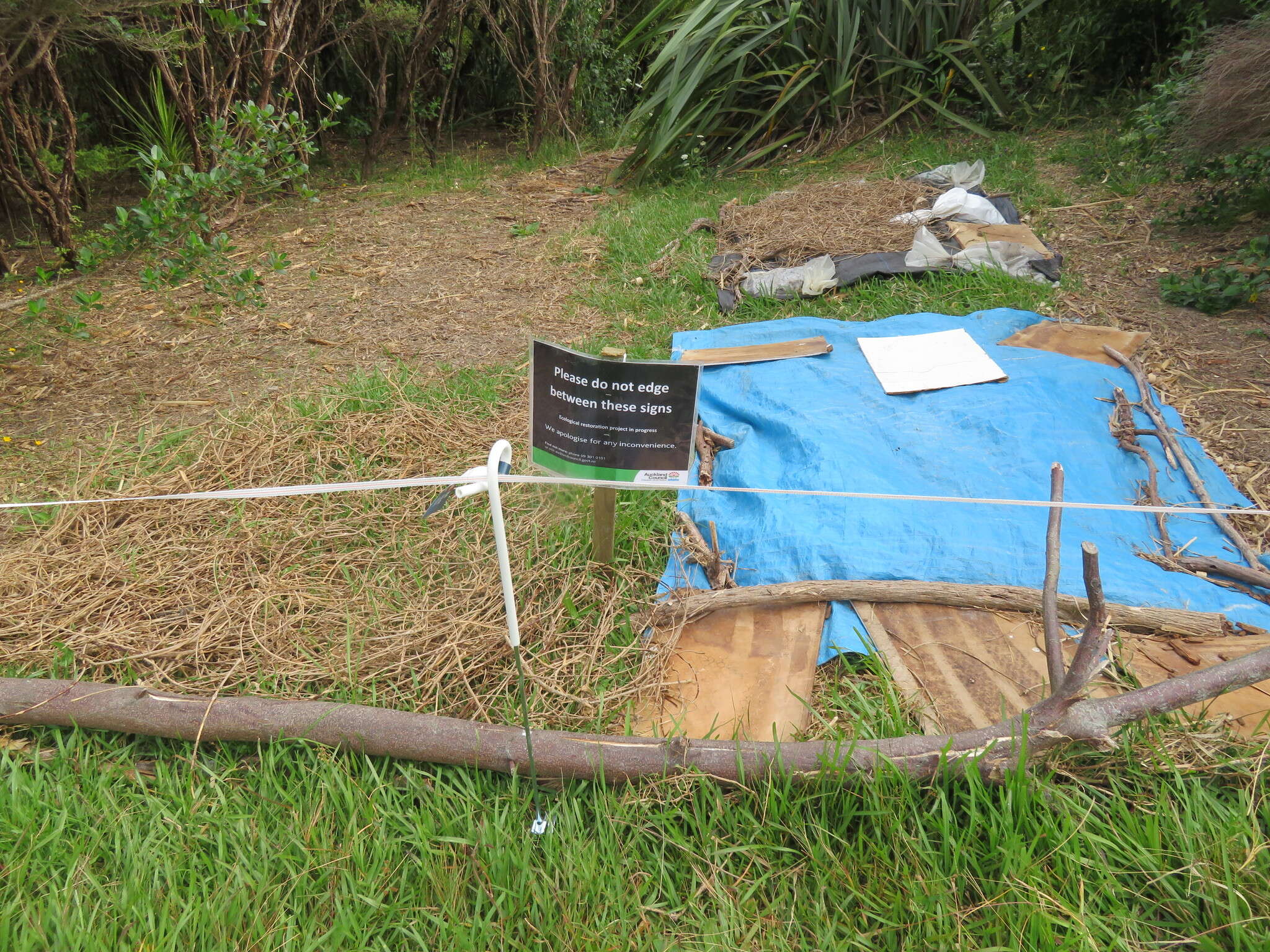 Image of Colonial bent(grass)