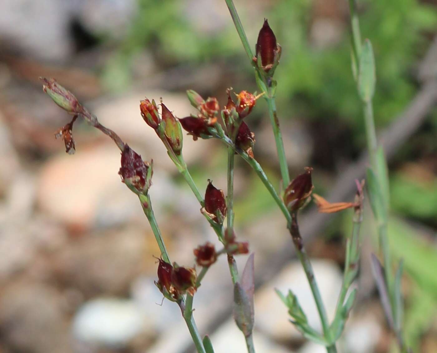 Image de Hypericum silenoides Juss.