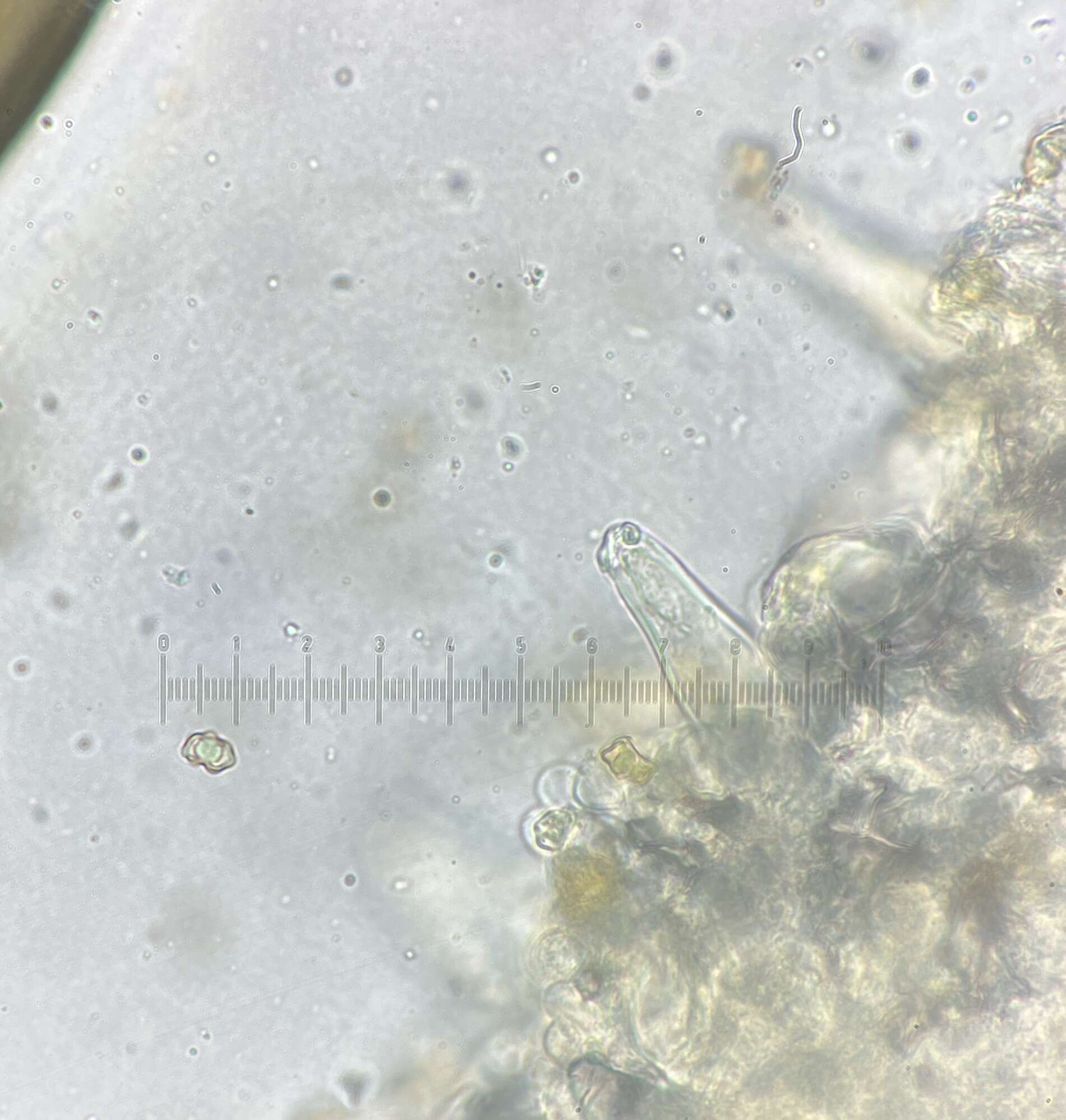 Plancia ëd Inocybe acriolens Grund & D. E. Stuntz 1975