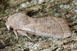 Слика од Orthosia gracilis Schiffermüller 1775