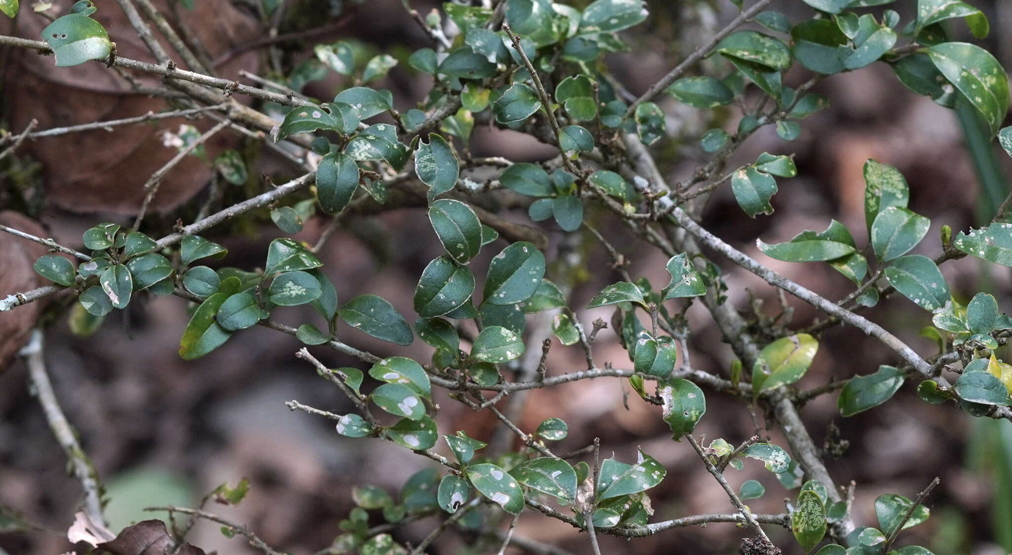 Image of Ligustrum morrisonense Kaneh. & Sasaki