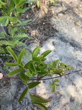 Imagem de Wisteriopsis reticulata