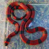 Image of Central American Coral Snake