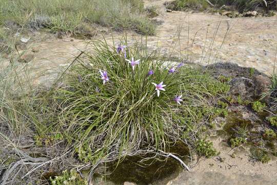 Image of Xerophyta viscosa Baker