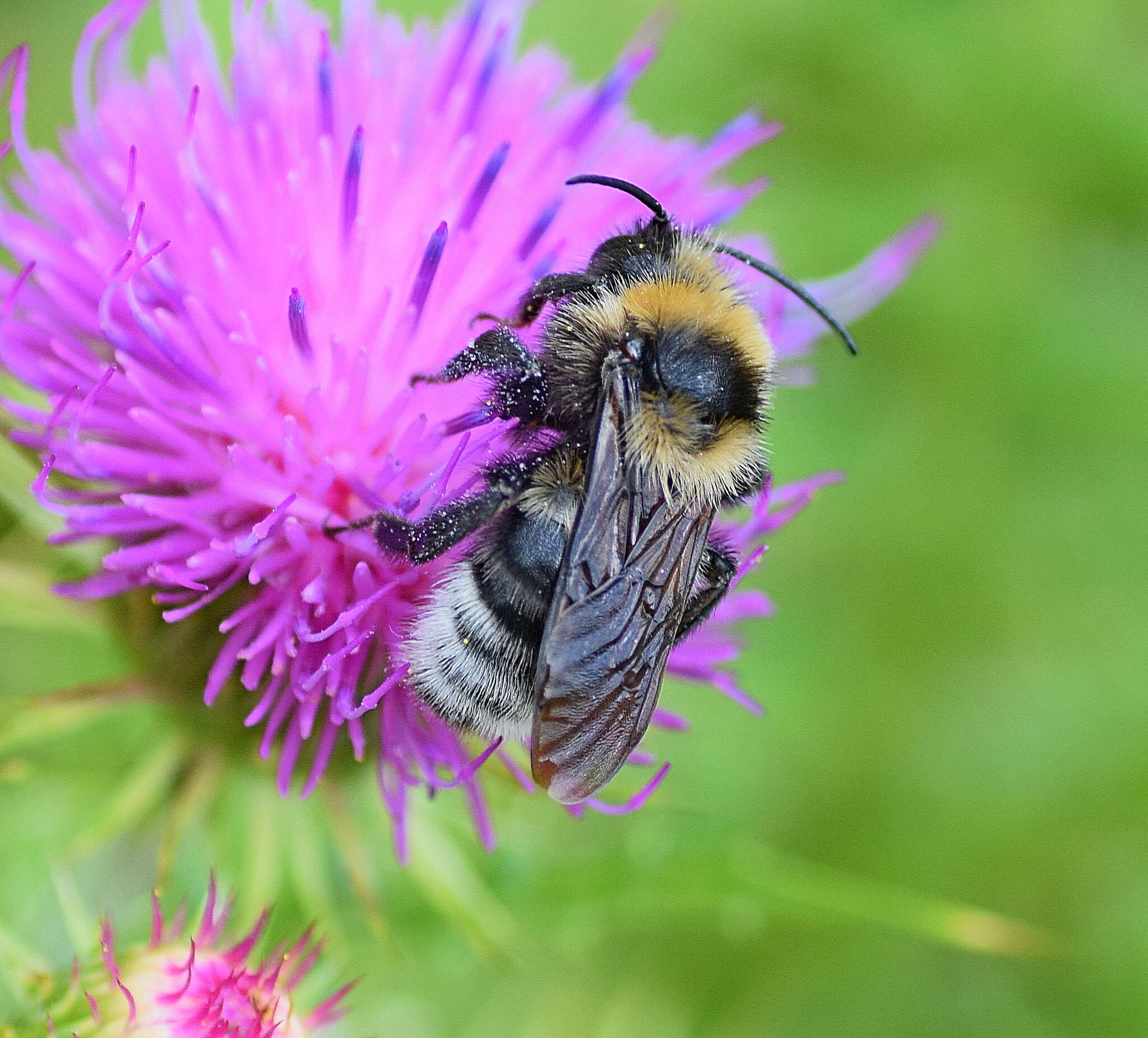 Image of Bombus barbutellus (Kirby 1802)