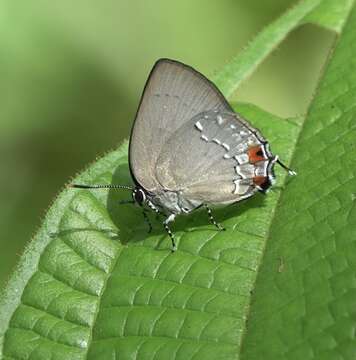 Image of Siderus leucophaeus