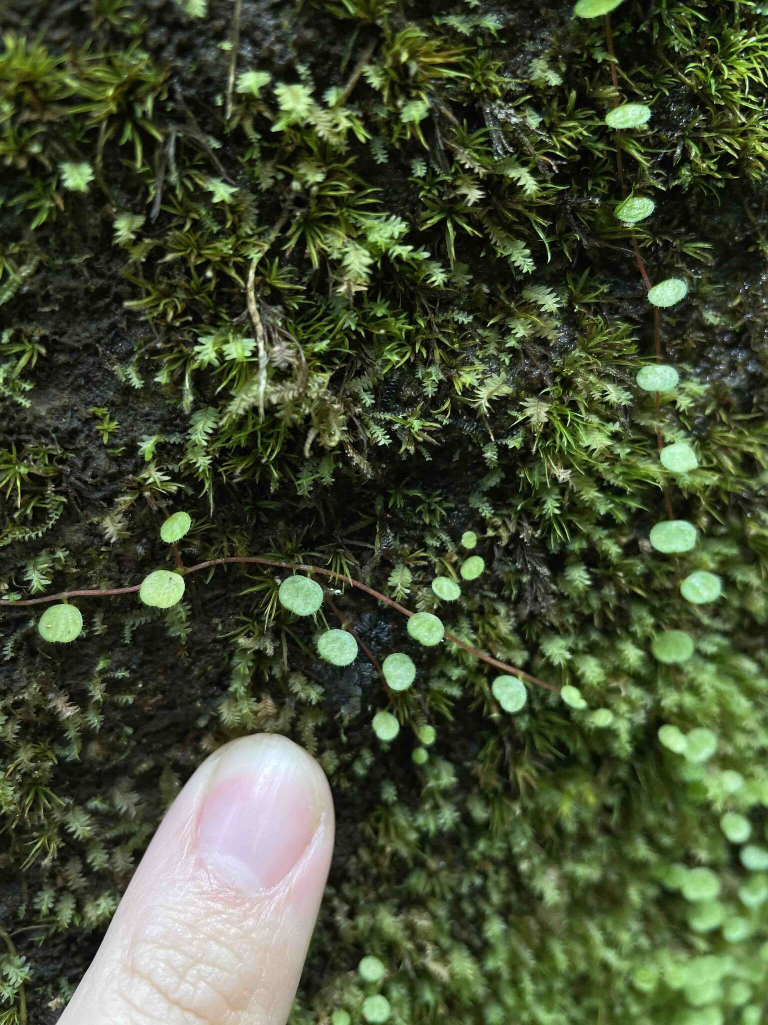 Image of Guadeloupe peperomia