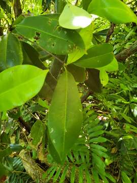 Image of zapote de costa