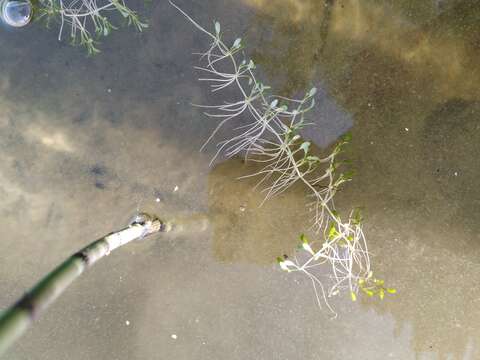 Image of eight-stamened waterwort