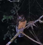 Image of Tawny-browed Owl