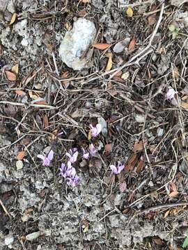 Image of Cyclamen graecum subsp. anatolicum J. H. Ietswaart