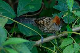 Image of Tufted Antshrike