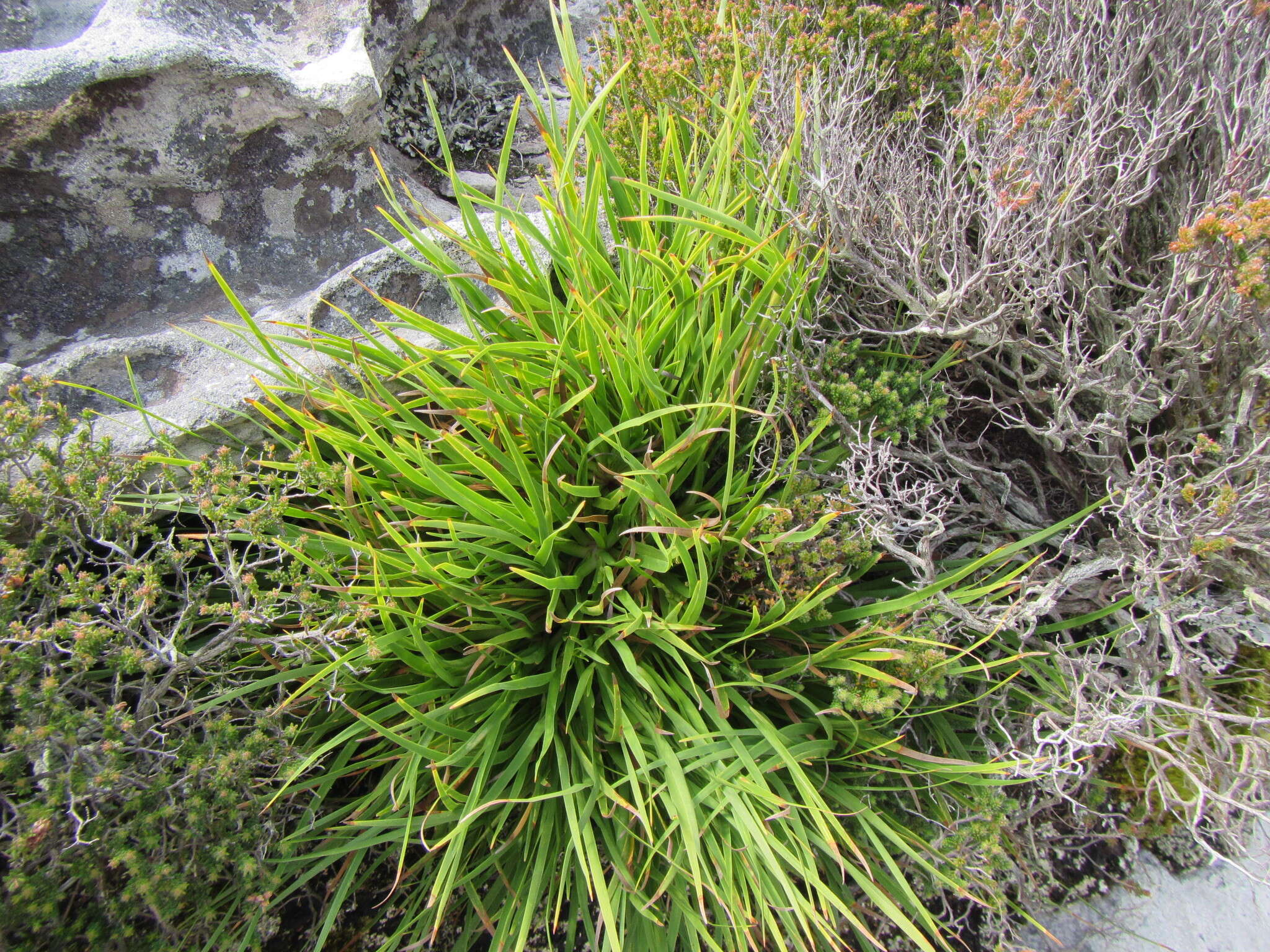 Слика од Capeobolus brevicaulis (C. B. Clarke) Browning