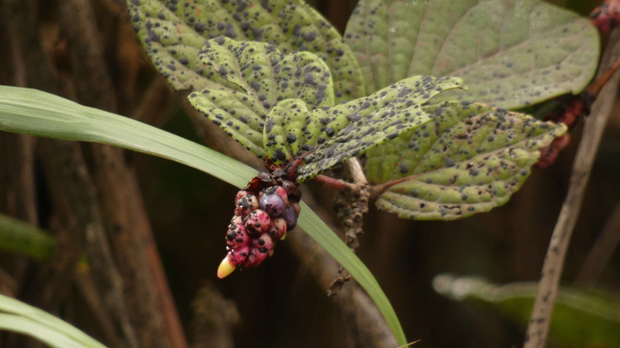 صورة Cavendishia axillaris A. C. Sm.