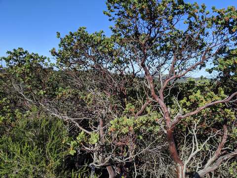 Слика од Arctostaphylos refugioensis Gankin