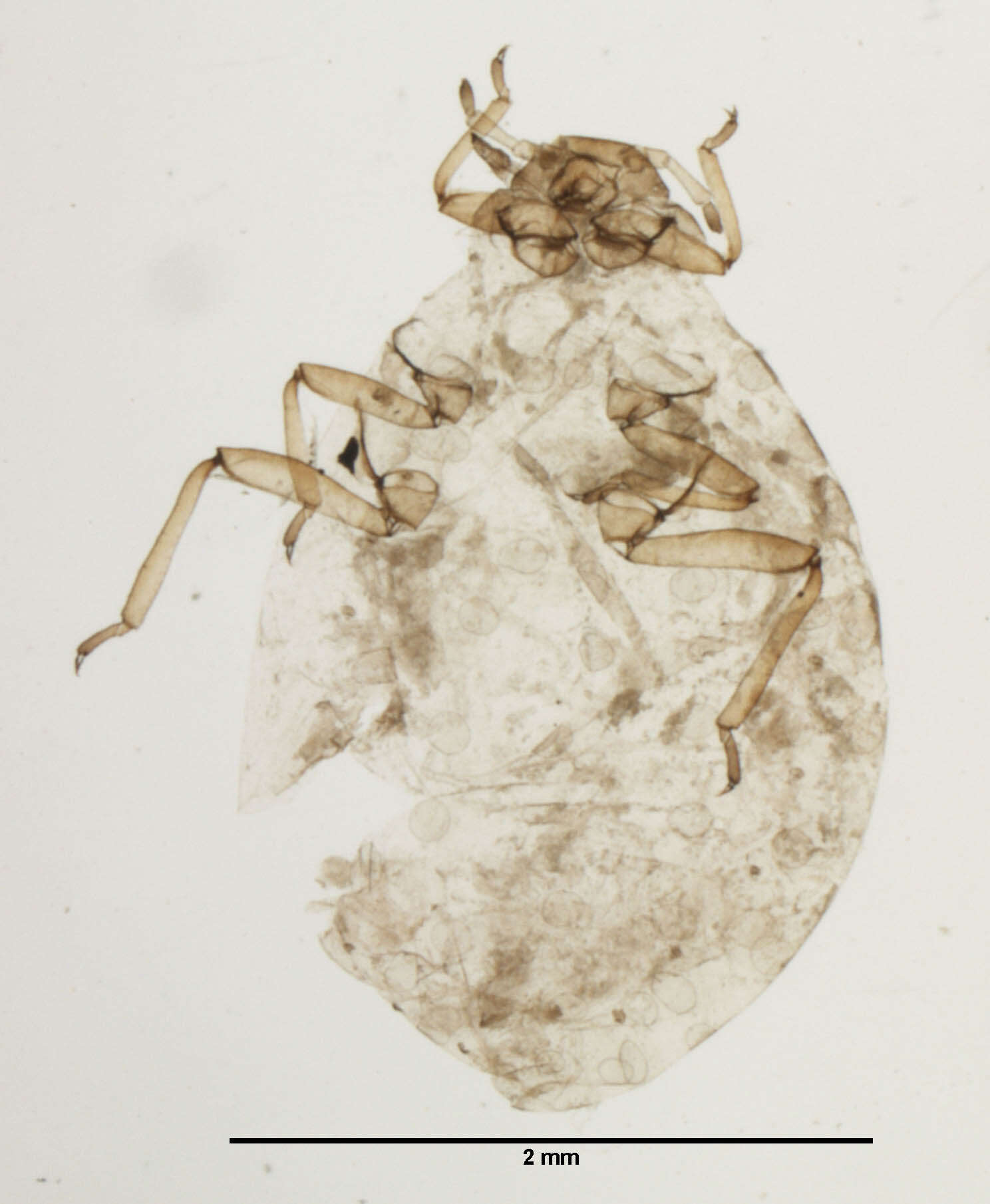 Image of Pemphigus (Pemphigus) populicaulis Fitch 1859