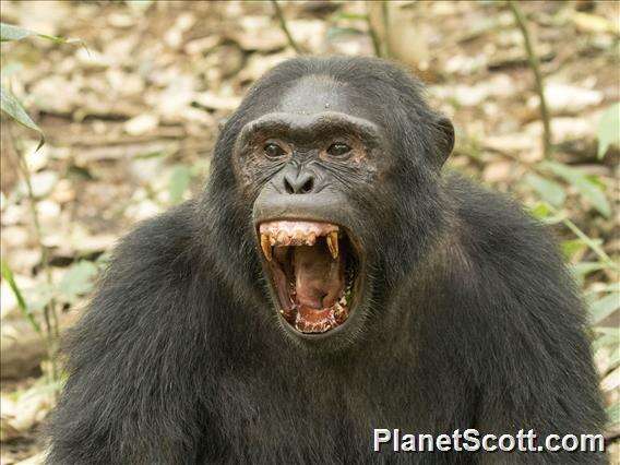 Image of Eastern Chimpanzee