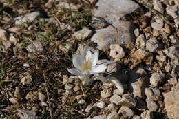 Image of Crocus weldenii Hoppe & Fürnr.