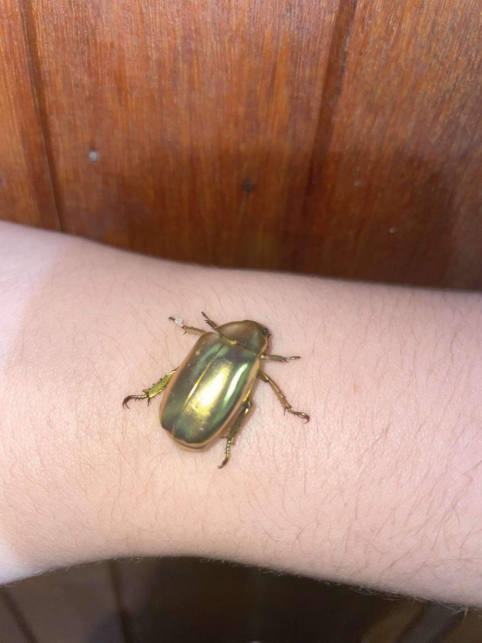 Image of Chrysina resplendens (Boucard 1875)