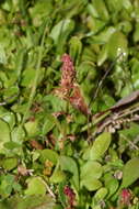 Plancia ëd Rumex bucephalophorus L.