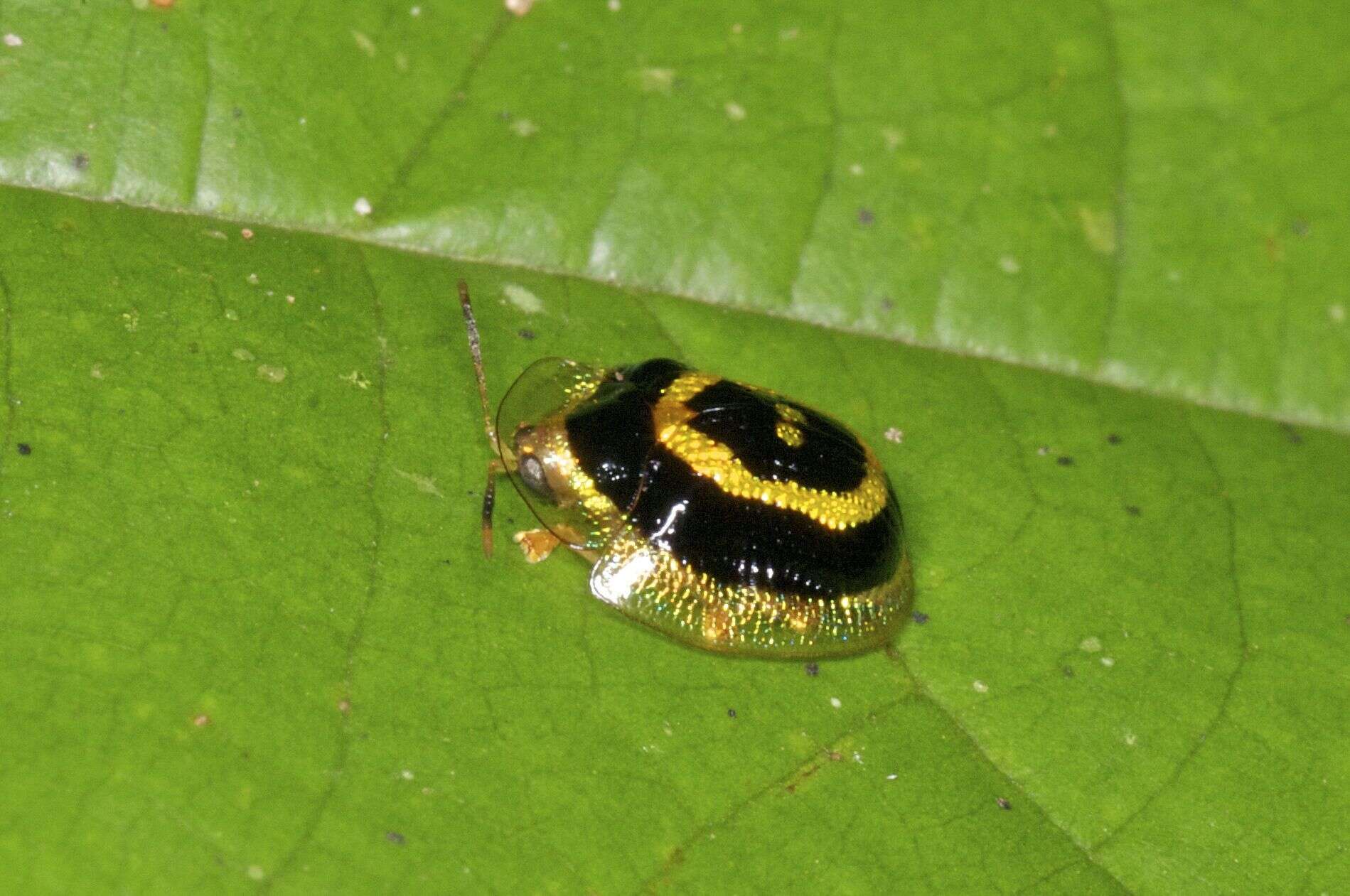 Слика од Microctenochira mystica (Boheman 1855)