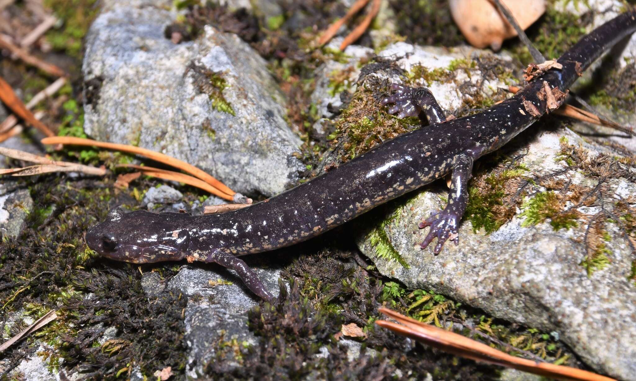 Image of Blacksburg Salamander