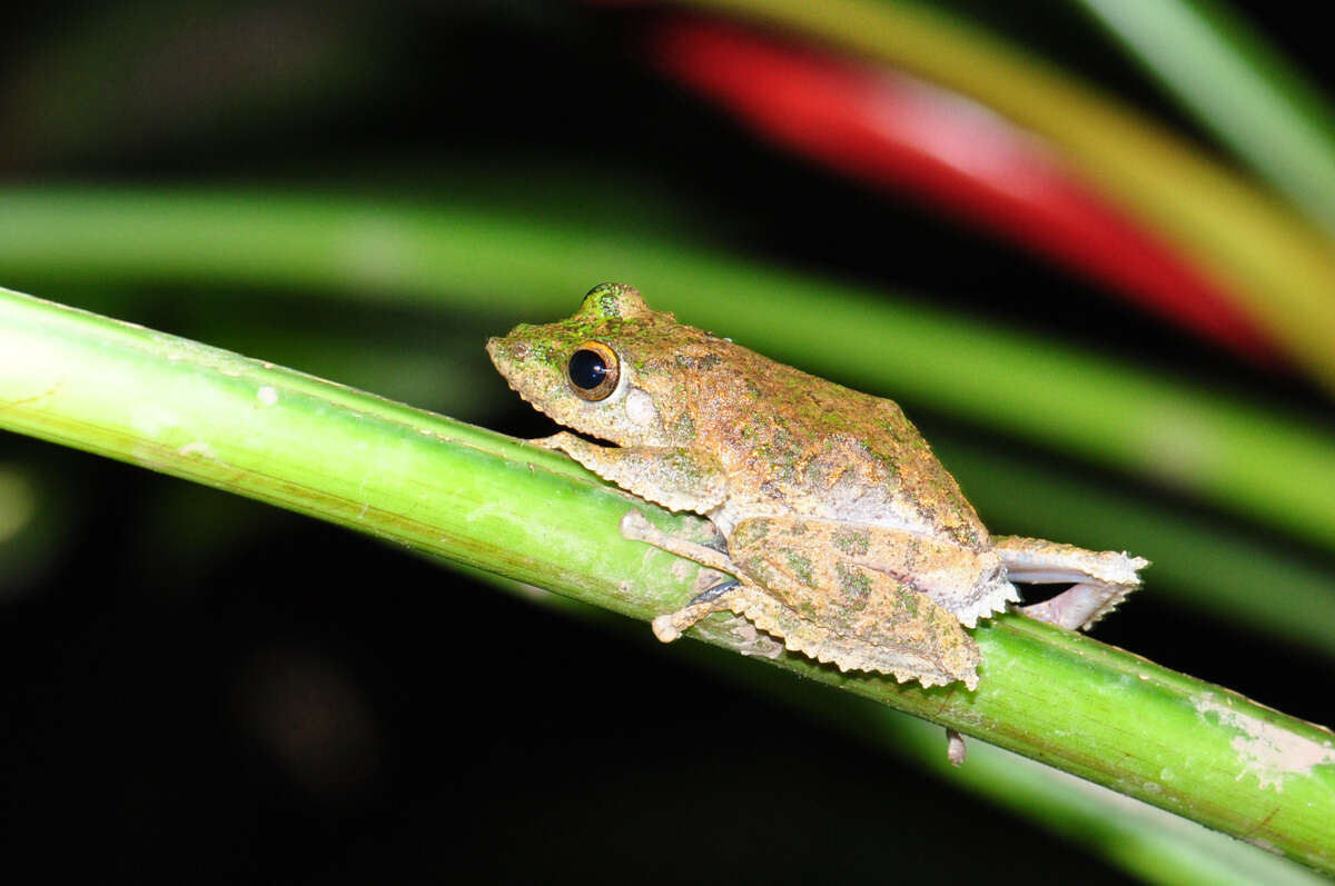 Image of Kurixalus chaseni (Smith 1924)