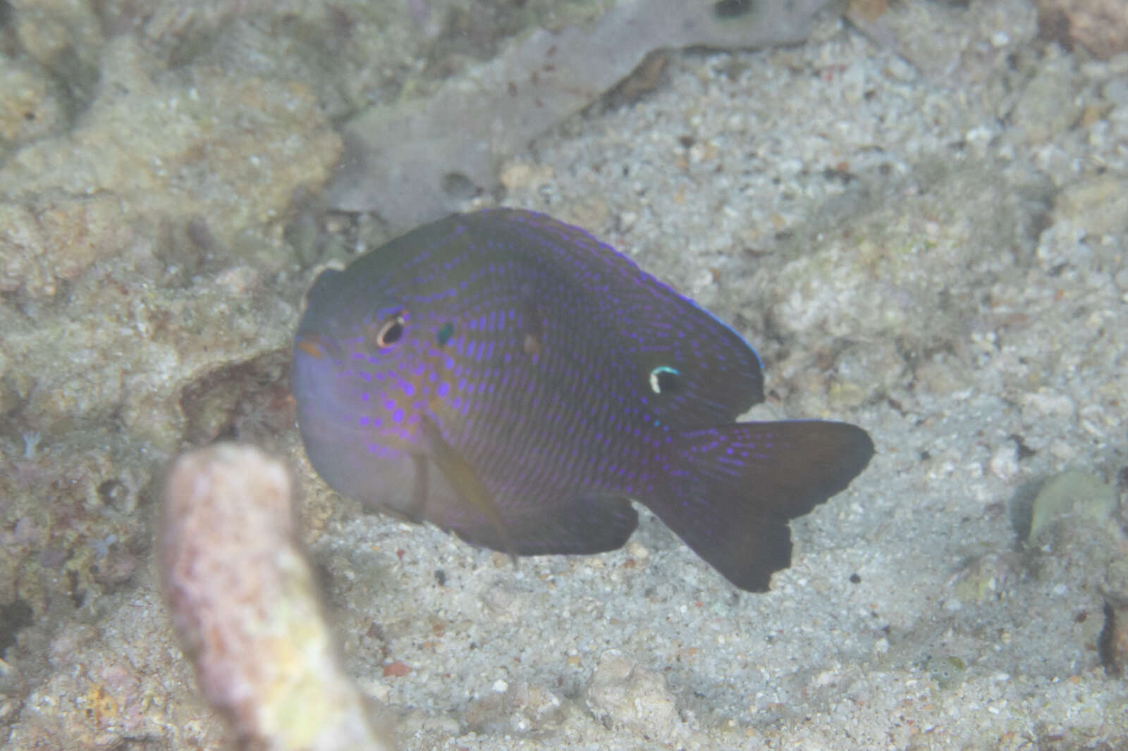 Image of Ocellate damselfish