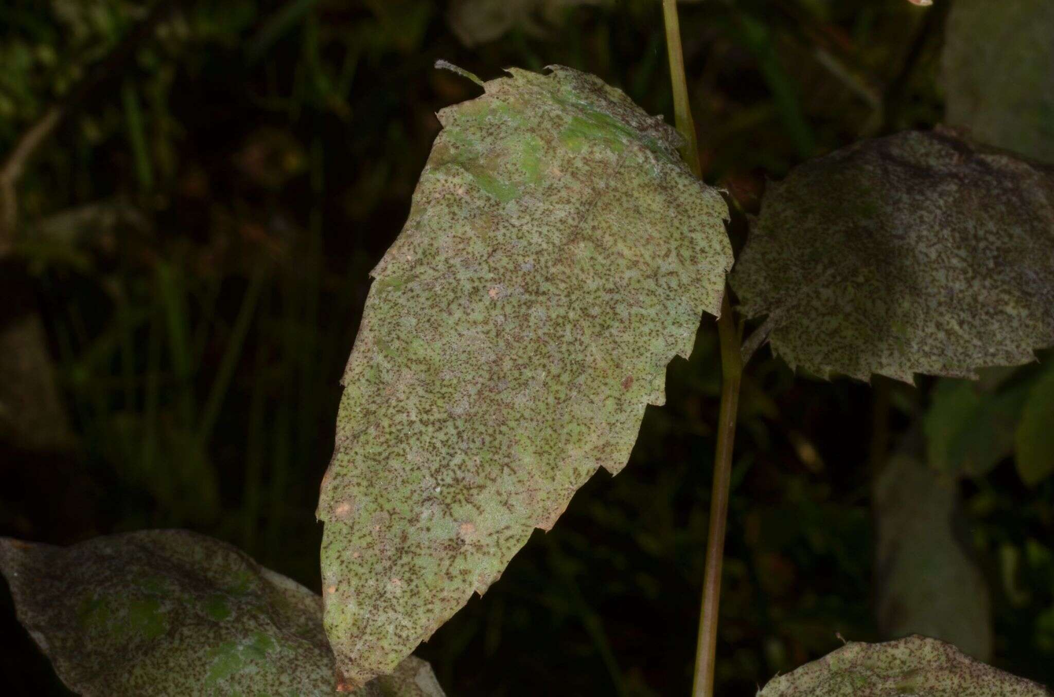 Podosphaera balsaminae (Wallr.) U. Braun & S. Takam. 2000的圖片