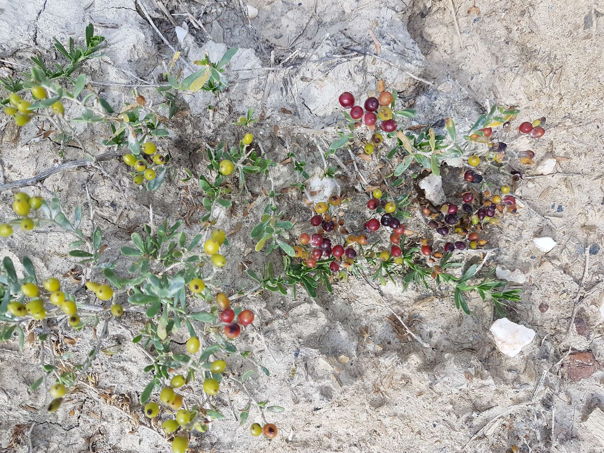 Image of Nitraria sibirica (DC.) Pall.