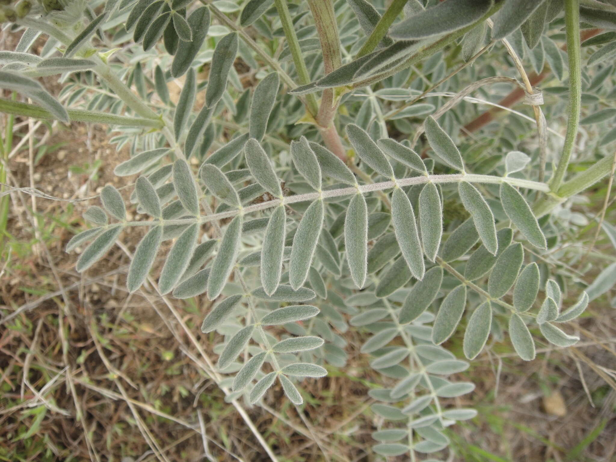 Sivun Astragalus oxyphysus A. Gray kuva