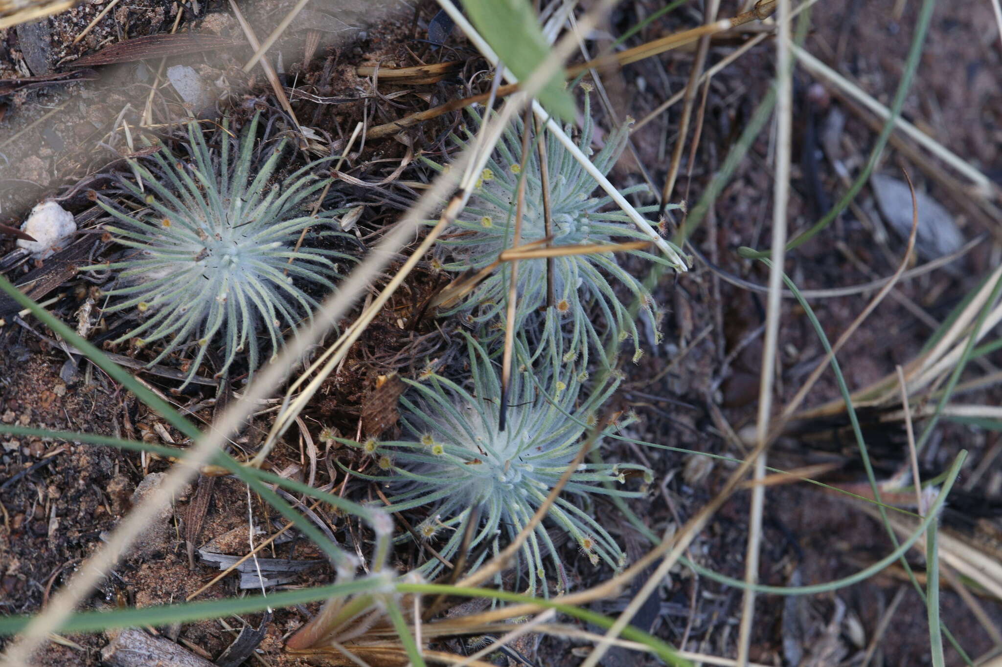 Image of Drosera broomensis Lowrie