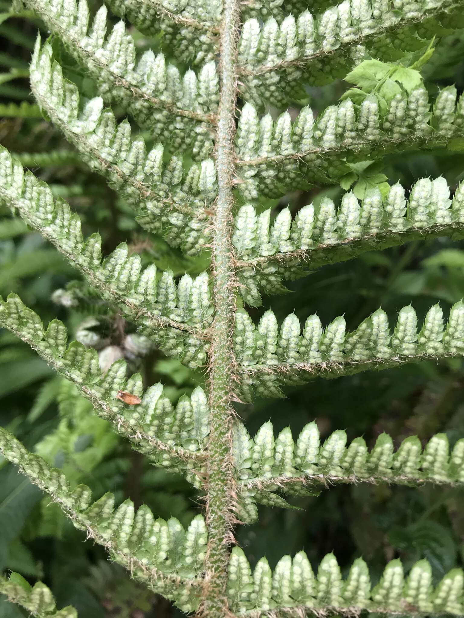 Image of Soft Shield Fern