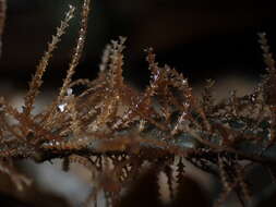 Image of garland hydroid