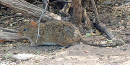 Image of Yellow-nosed Cotton Rat