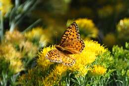 Image of Speyeria coronis halcyone Edwards 1868