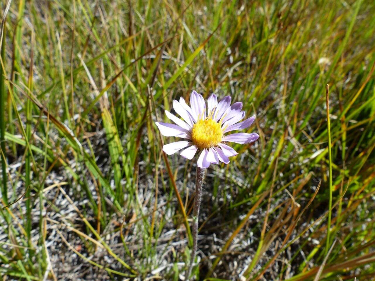 Imagem de Oreostemma alpigenum var. andersonii (A. Gray) G. L. Nesom