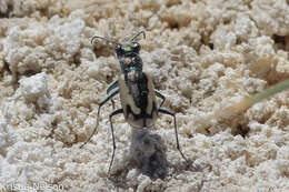 Image of Cicindela (Cicindela) parowana platti Cazier 1937