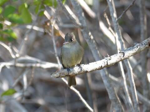 Image of Cuban Pewee