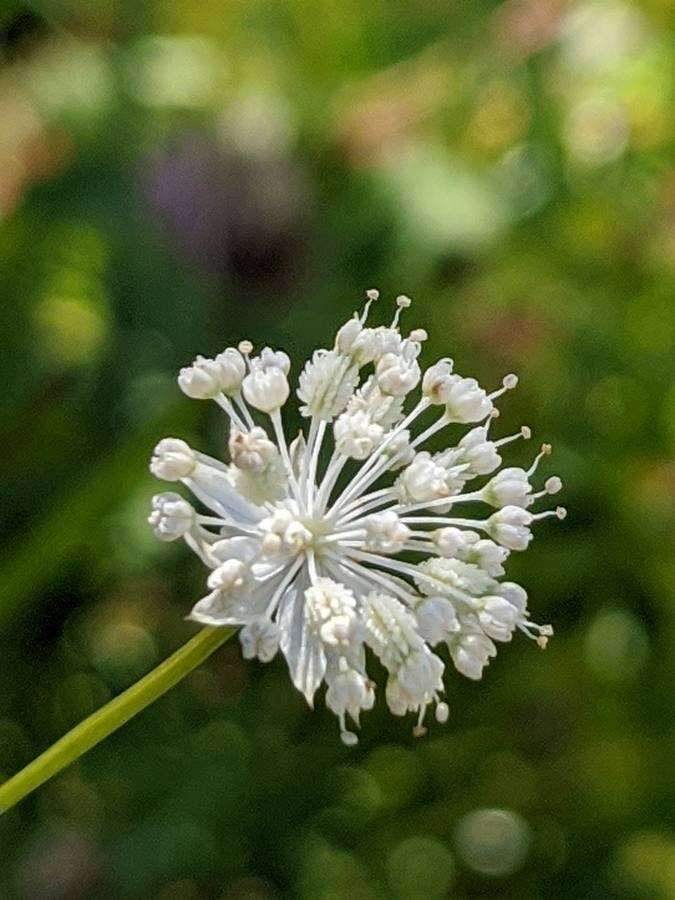 Imagem de Astrantia minor L.