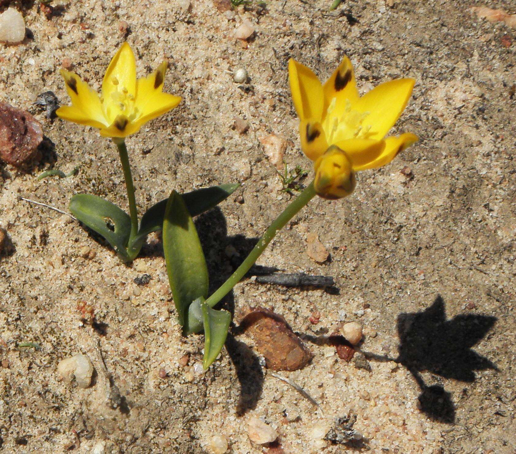 Image de Ornithogalum maculatum Jacq.