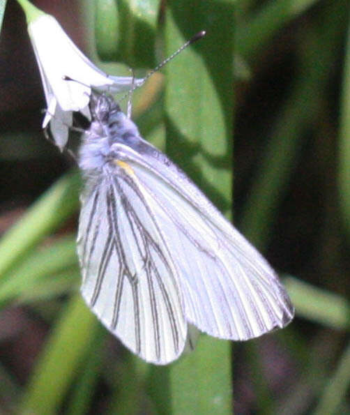 Image of Margined White