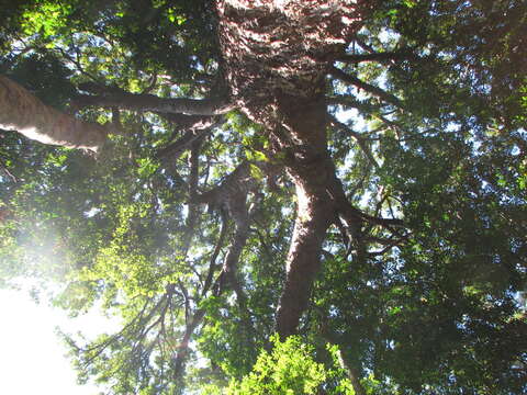 Image of Blue Kauri Pine